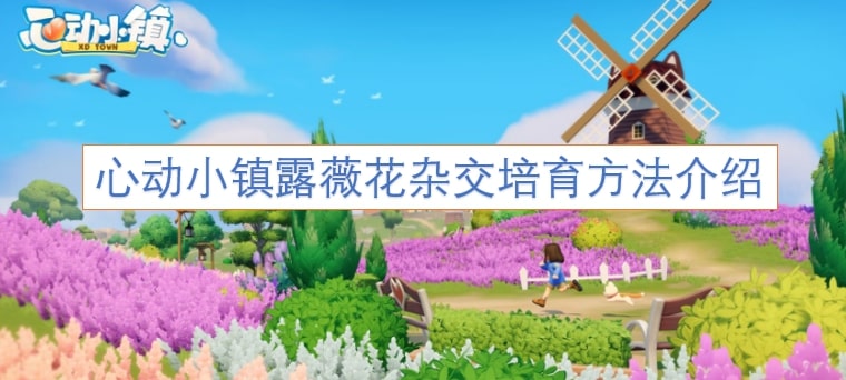 心动小镇露薇花杂交培育方法介绍